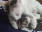 Mixed breed mother cat and kitten for adoption