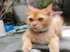 Mixed Breed Orange Cat