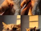 Mixed Breed Parsian Cat Sell