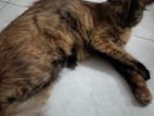 Mixed Breed Parsian