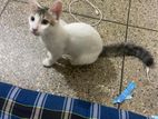 Mixed Breed Persian Cat