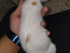 mixed breed Persian cat male & female