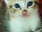 Mixed breed Persian