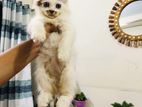 Mixed breed Persian