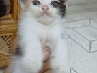 Mixed Breed Persian
