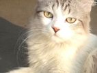 Mixed Breed Persian Male Cat | 2 Yrs