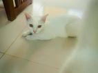Mixed Breed Pregnant Cat