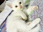 Mixed Breed Pure White Kitten