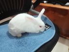 Mixed breed Rabbit