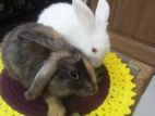 Mixed Breed Rabbit
