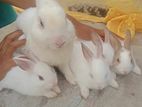 Mixed Breed Rabbit for sale