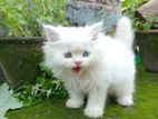 Mixed brid cat