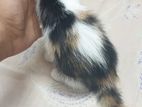 Mixed calico female kitten