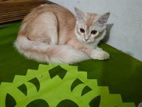Mixed Cat Female