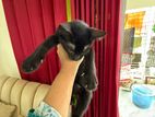 Mixed Cat
