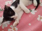 Mixed cat for sale
