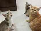 Mixed Cat’s