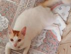 mixed female cat
