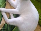 Mixed Female Cat
