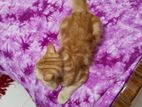 Mixed good Quality persian cat