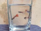 Mixed Guppy Fish