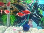 Mixed guppy