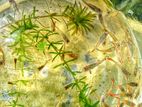 Mixed guppy