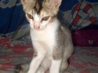 Mixed Kitten Cat