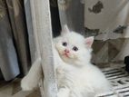 mixed kitten