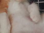 Mixed Male Cat