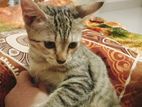 Mixed parsian female cat