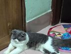 Mixed Persian Adult Cat