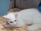 mixed persian biral sell kora hobea
