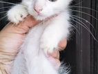 Mixed persian blue eyes kitten