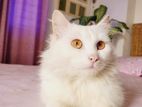 Mixed Persian Cat Male