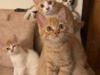 Mixed Persian Cats (80% Persian)