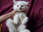 mixed persian female kitten