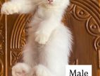 Mixed Persian