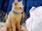 MIXED PERSIAN cat