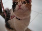 Mixed Persian