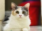 Mixed Persian