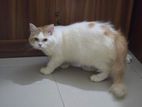 Mixed Persian High Quality Cat
