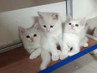 mixed persian kitten