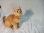 Mixed Persian male kitten sale hobe high quality