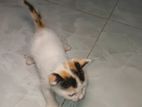 MIXED~PERSIAN CAT
