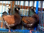 Modana Running Nor.sell hobe.(Fixed price )