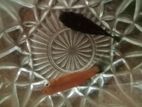 Moli Fish For Sale