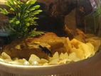 Moli Fish 1.5 Inc