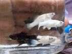 Molly (Black / White) Aquarium Fish