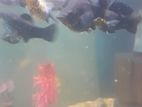 Molly Fish মলি মাছ একুরিয়াম Aquarium